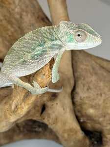 AMBILOBE Panther Chameleon male:(E15)