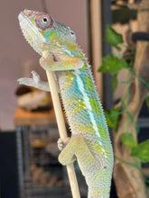 Load image into Gallery viewer, AMBILOBE Panther Chameleon: (E35)
