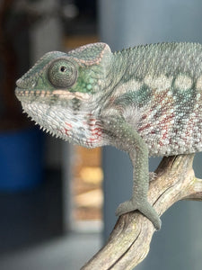 AMBILOBE Panther Chameleon: (E7)