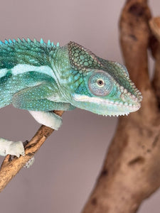 SURPRISE! Panther Chameleon: (E24)