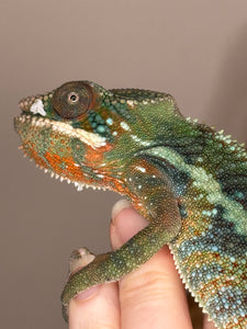 AMBILOBE Panther Chameleon: (J3)