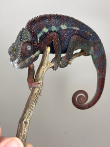 AMBANJA Panther Chameleon: (E15)