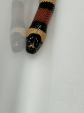 Load image into Gallery viewer, Apricot Pueblan Milk Snake- (MS1)
