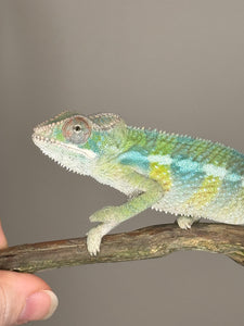 AMBILOBE Panther Chameleon: (E1)