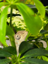 Load image into Gallery viewer, AMBILOBE male panther chameleon: Flash x Opal (R5)
