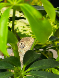AMBILOBE male panther chameleon: Flash x Opal (R5)