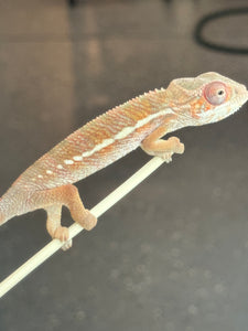 Ambilobe Panther Chameleon: Magnus x Skittles (R15)
