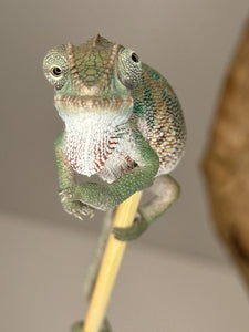 Ambilobe Male Panther Chameleon: Flash x Opal (E13)