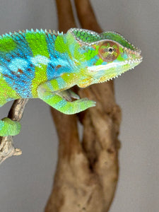 AMBILOBE Panther Chameleon: (E12)