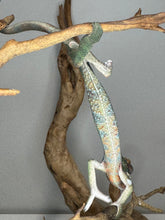 Load image into Gallery viewer, AMBILOBE Panther Chameleon: (J3)
