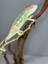 Load image into Gallery viewer, AMBILOBE Panther Chameleon: (E16)
