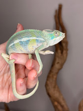 Load image into Gallery viewer, AMBILOBE Panther Chameleon: (E7)
