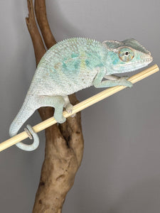 NOSY BE Panther Chameleon male:(E27)