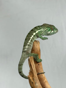 Ambilobe Panther Chameleon: Jimmy Walker x Dianne (R5)