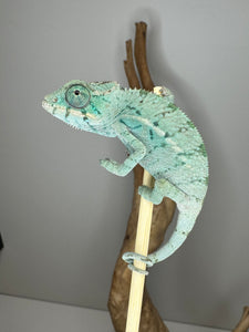 NOSY BE Panther Chameleon male: (E28)