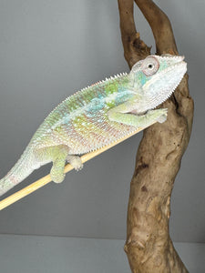 AMBILOBE Panther Chameleon male: (E1)