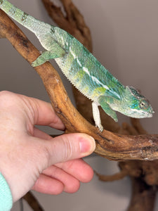 SAMBAVA Panther Chameleon: (E19)