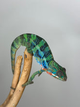 Load image into Gallery viewer, Stunning Ambilobe panther chameleon at FramsChams.com
