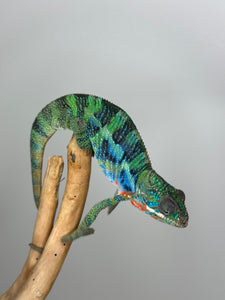 Stunning Ambilobe panther chameleon at FramsChams.com