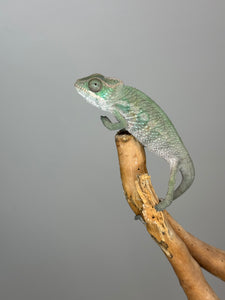 AMBILOBE Panther Chameleon: (E7)