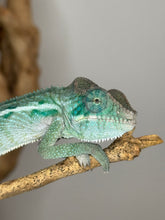 Load image into Gallery viewer, AMBANJA Panther Chameleon: (E4)
