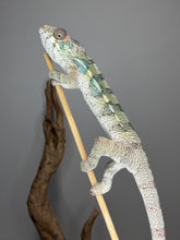 Load image into Gallery viewer, Young Male Ambilobe Panther Chameleon | Flash × Aslan Bloodlines | E29
