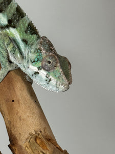 SAMBAVA Panther Chameleon: (E31)