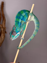 Load image into Gallery viewer, AMBILOBE Panther Chameleon: (E35)
