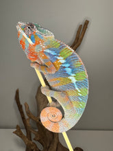 Load image into Gallery viewer, AMBILOBE Panther Chameleon: (E23)
