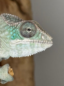 AMBILOBE Panther Chameleon: (E13)