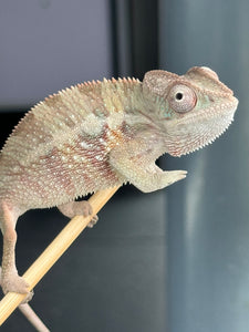 AMBILOBE Panther Chameleon male: (E1)