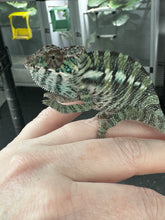 Load image into Gallery viewer, ANKILOBE Panther Chameleon: Ankify x Ambilobe (Q4)
