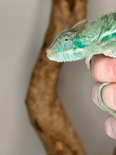Load image into Gallery viewer, AMBANJA Panther Chameleon: (E4)
