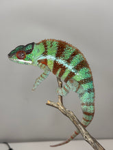 Load image into Gallery viewer, AMBANJA Panther Chameleon: (J8)
