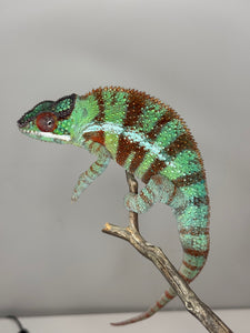 AMBANJA Panther Chameleon: (J8)