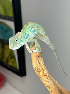 Ambilobe Male Panther Chameleon: Flash x Opal (E19)