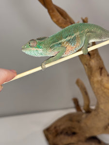 AMBILOBE Panther Chameleon: (E7)