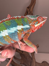 Load image into Gallery viewer, AMBILOBE Panther Chameleon: (B3)
