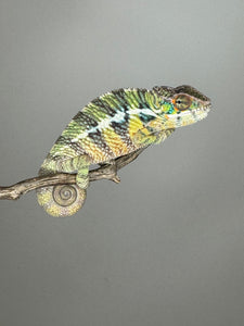 AMBILOBE Panther Chameleon: (E6)