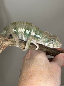 AMBILOBE Panther Chameleon: (E12)