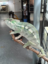 Load image into Gallery viewer, SAMBAVA Panther Chameleon: (E5)
