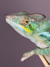 Load image into Gallery viewer, AMBANJA Panther Chameleon: (C4)
