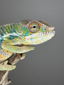 AMBILOBE Panther Chameleon: (E6)