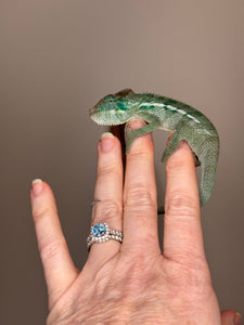 AMBANJA Panther Chameleon: (E4)