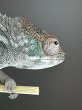 Load image into Gallery viewer, AMBILOBE FEMALE Panther Chameleon: Rogue x Phoenix (S3)
