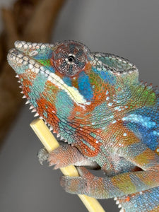 AMBILOBE Panther Chameleon: (E23)
