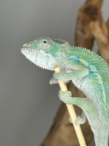 Ambilobe male panther chameleon: Flash x Opal (E23)