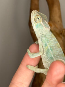 NOSY BE Panther Chameleon male:(E27)