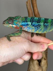 Stunning Ambilobe panther chameleon