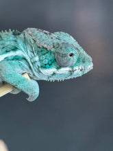 Load image into Gallery viewer, AMBILOBE Panther Chameleon: Frank x Sandy (Q1)
